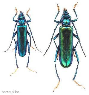 Aphrodisium (Aphrodisium) cantori