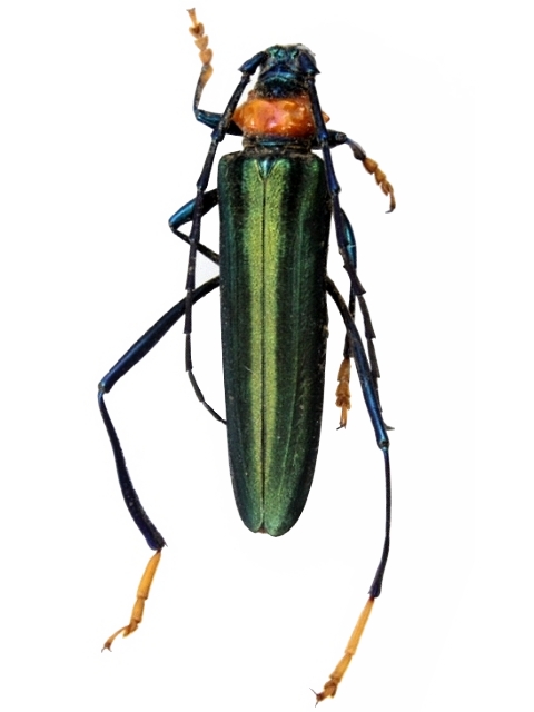 Tomentaromia delatouchii