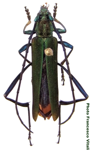 Aphrodisium (Aphrodisium) sinicum