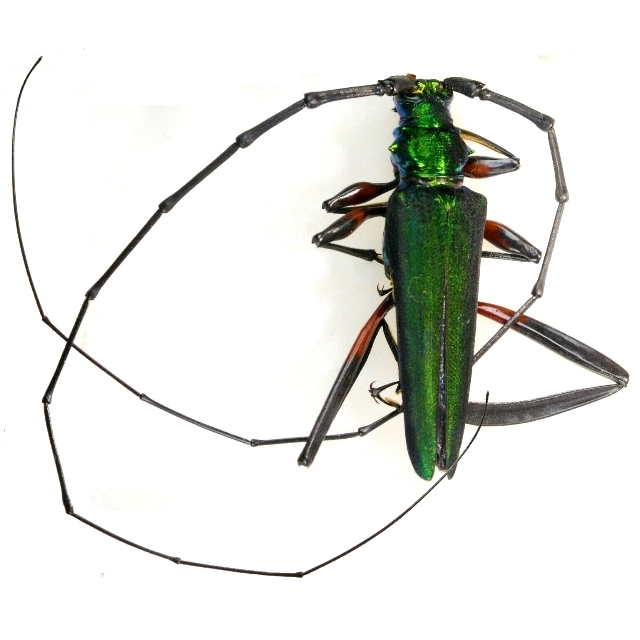 Callichroma holochlorum