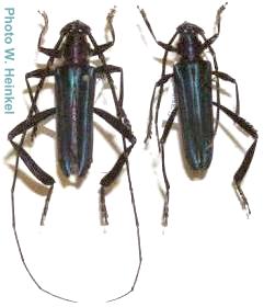 Callichroma velutinum