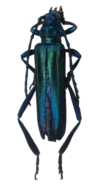 Podanychroma monticola 
