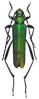 Schwarzerium quadricolle