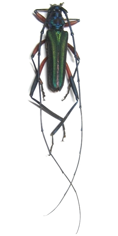 Chloridolum accensum