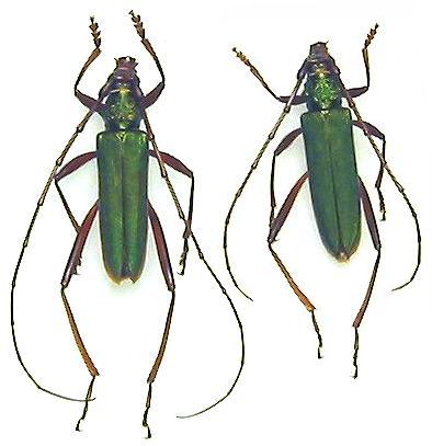 Chloridolum japonicum