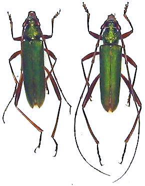 Chloridolum japonicum