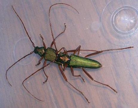 Chloridolum japonicum