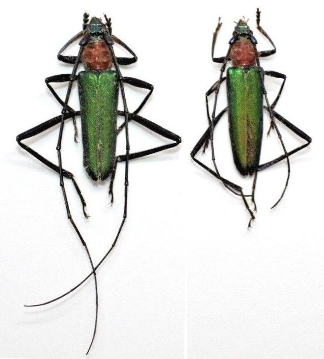 Chloridolum sieversi