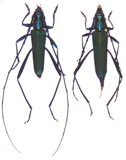 Chloridolum thaliodes