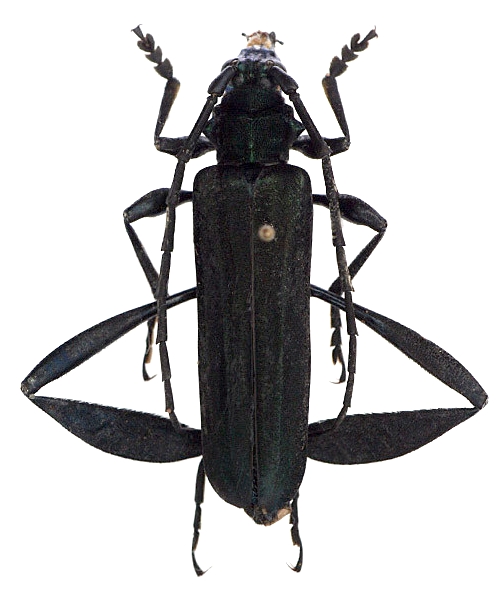 Cnemidochroma phyllopus  