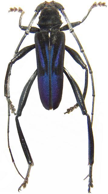 Compsomera nigricollis