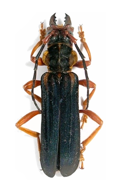 Dictator regius falkensteini