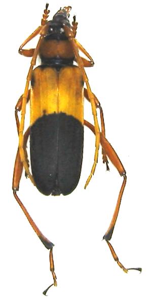 Embrikstrandia vivesi