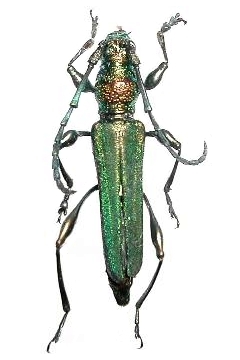 Phrosyne brevicornis viridis