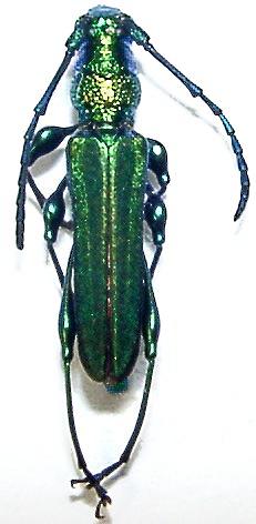 Phrosyne brevicornis viridis