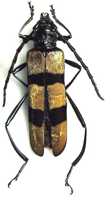 Pseudoeuchitonia triochraceofasciata