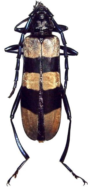 Pseudoeuchitonia triochraceofasciata