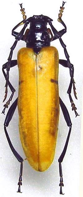 Huedepohliana menzelii