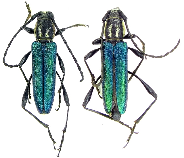 Hypargyra cribripennis
