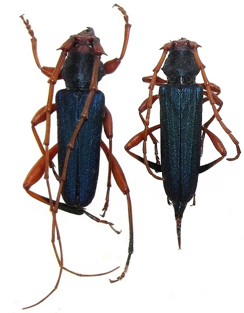 Jonthodina sculptilis