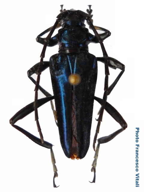 Mecosaspis plutina plutina