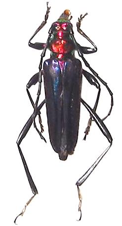 Mecosaspis plutina poggei