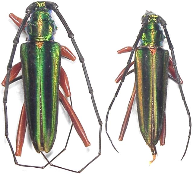 Mionochroma ocreatum