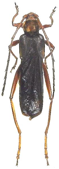Scalenus (Scalenus) sericeus
