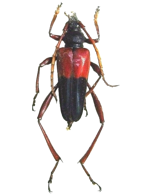 Pachyteria coomani