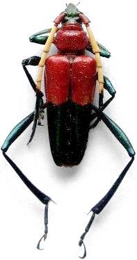 Pachyteria equestris