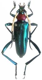 Pachyteria ruficollis