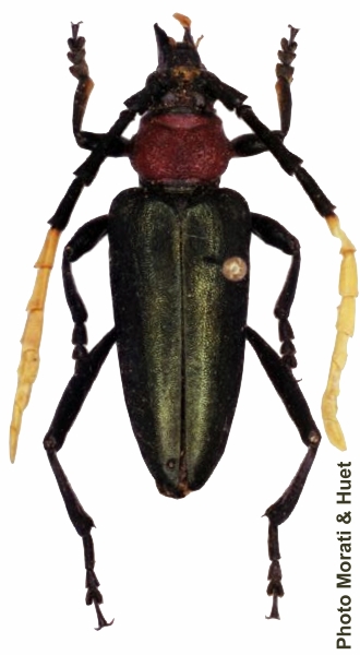 Pachyteria semivirescens