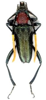 Pachyteria virescens