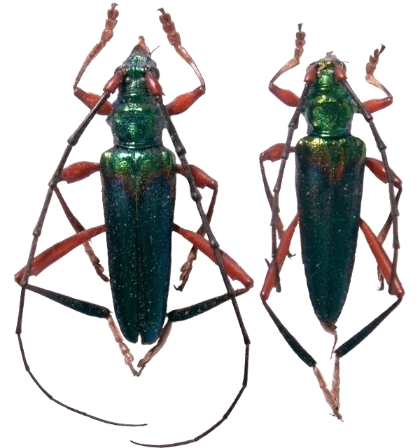 Philematium festivum Philematium festivum