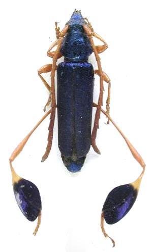 Phyllocnema (Trichocnema) fairmairei