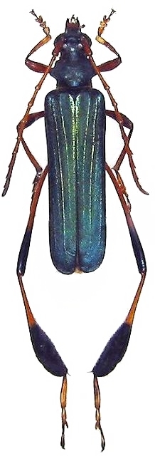 Phyllocnema (Phyllocnema) gueinzii gueinzii