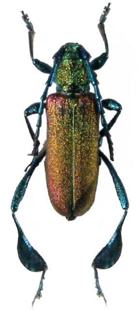 Phyllocnema (Phyllometalla) latipes