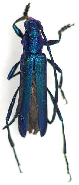 Polyzonus (Parapolyzonus) prasinus