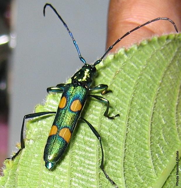 Polyzonus (Striatopolyzonus) tetraspilotus