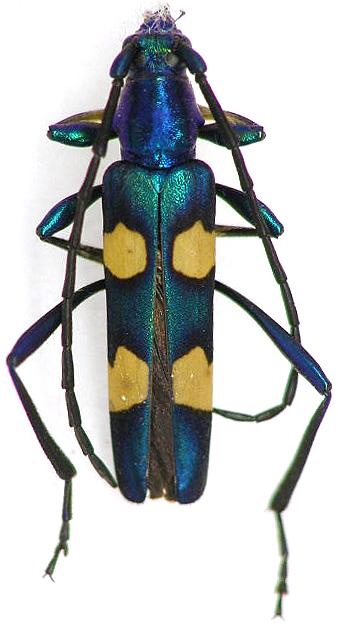 Polyzonus (Striatopolyzonus) tetraspilotus