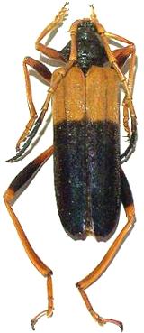 Schmidtiana borneoensis