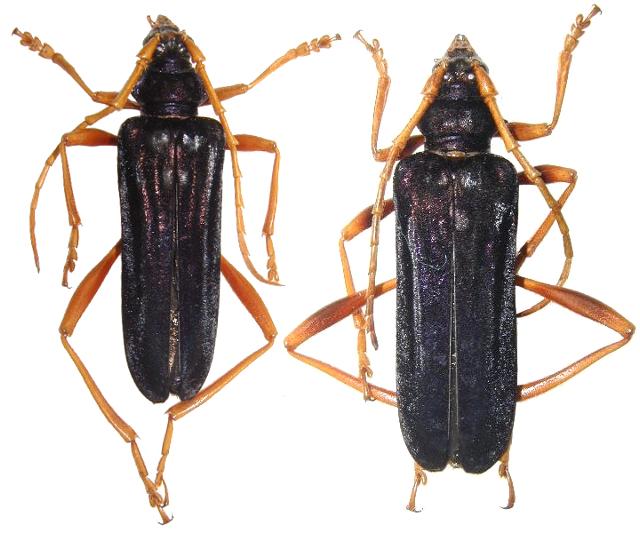 Schmidtiana legrandi