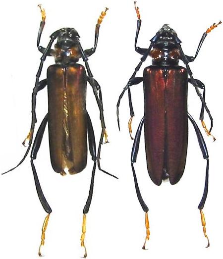 Tomentaromia faldermannii horishanensis