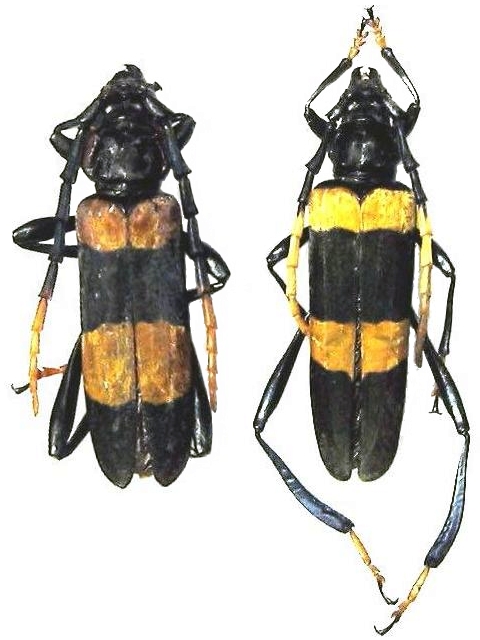 Pseudoeuchitonia grandis