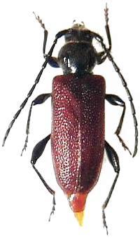 Callidiellum rufipenne