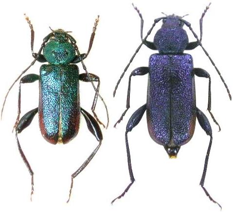 Callidium (Callidium) violaceum