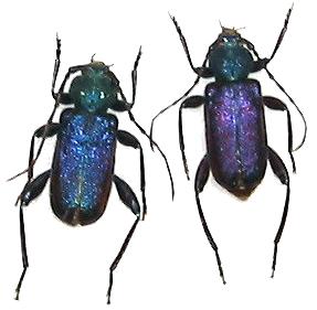 Callidium (Callidium) violaceum Callidium (Callidium) violaceum