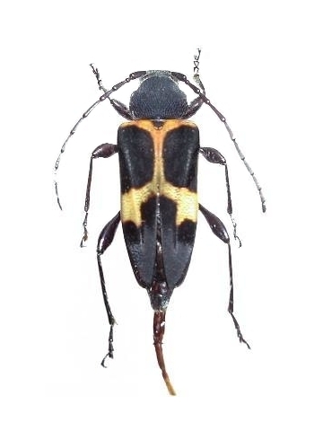 Calydon submetallicum