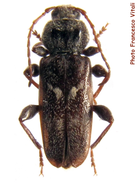 Hylotrupes bajulus