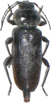 Hylotrupes bajulus Hylotrupes bajulus